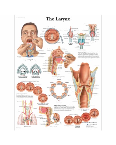 The Larynx Chart